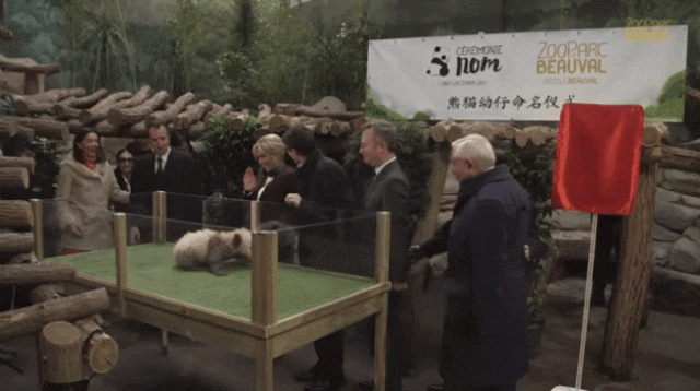 当地时间2017年12月4日，法国第一夫人布丽吉特为“圆梦”举行命名仪式。来源：博瓦勒野生动物园官网
