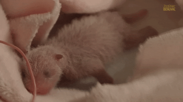 刚刚出生的“圆梦”。来源：博瓦勒野生动物园官网