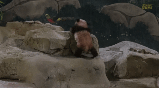 淘气小滚滚“圆梦”的日常。来源：博瓦勒野生动物园官网