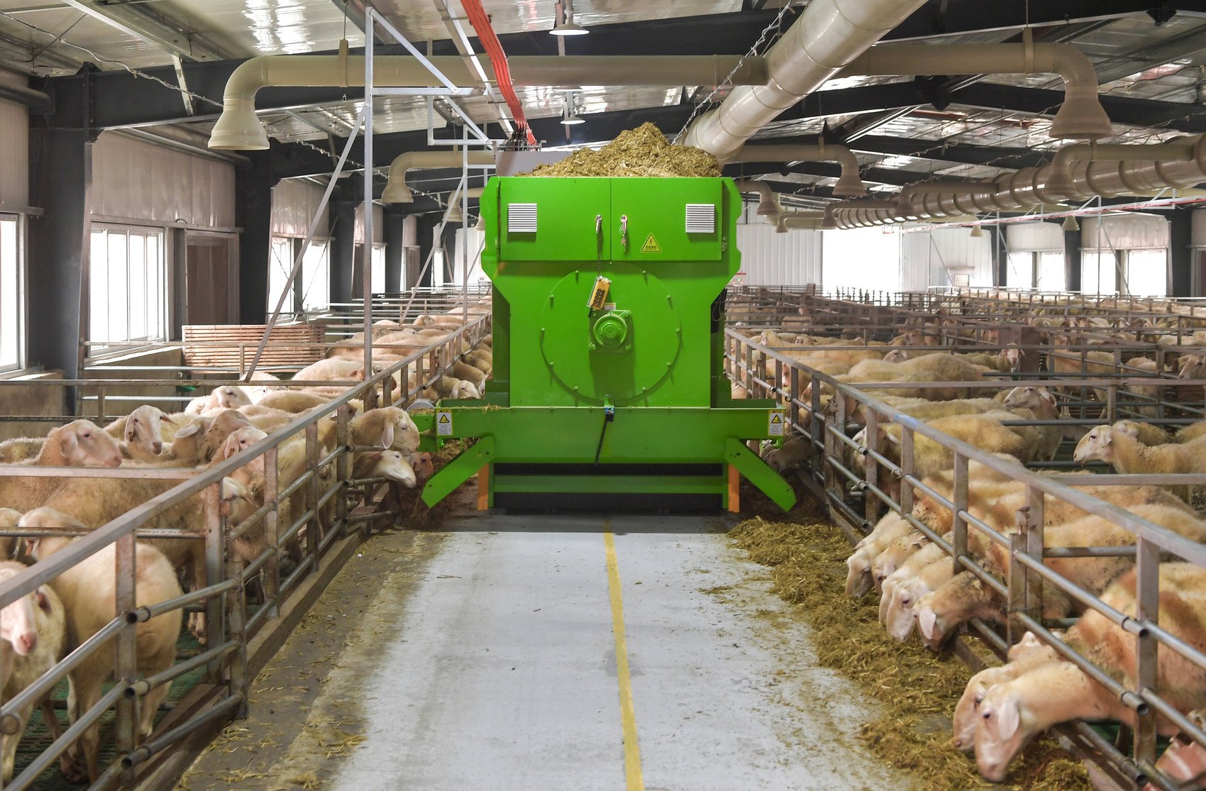 举家回村养湖羊 带动周边百姓增收 外来湖羊成为广安致富"领头羊"