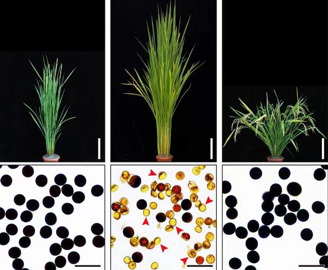 籼稻和粳稻具有很强的杂种优势,但花粉严重不育,科学家们找到了引起