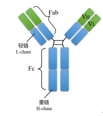 抗体fc端adcc和cdc功能活性介绍