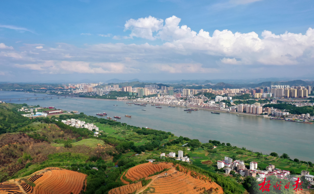 藤县谷山茶园与藤县县城隔江相望.罗金霞 摄(资料图片)