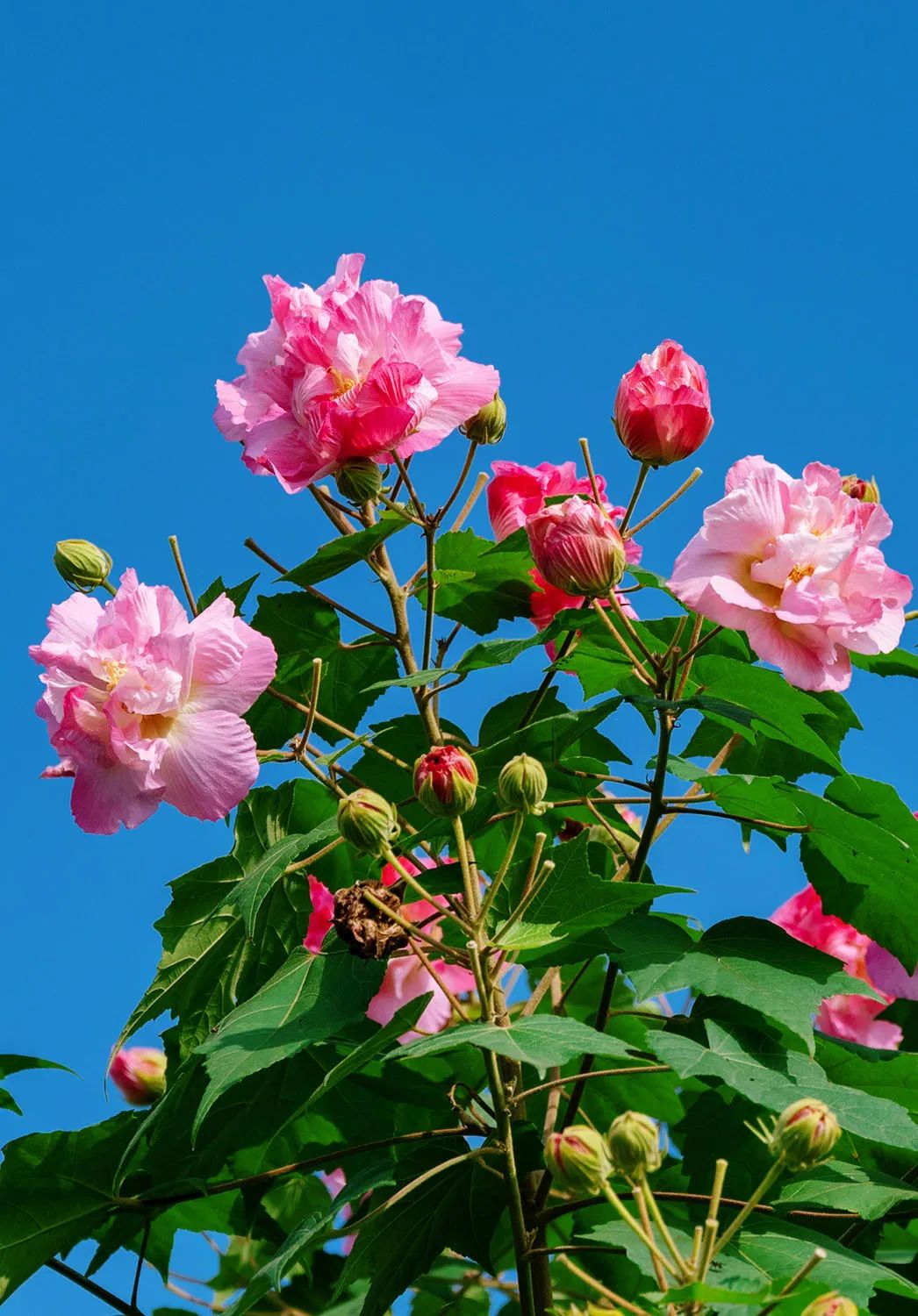 生于地上,所以称为荷花是草本植物,生于水中,故称"水芙蓉"人们在"芙蓉