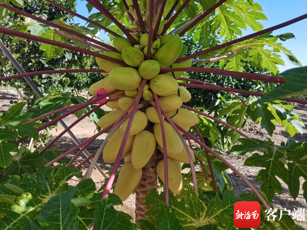 三亚引种的黄金木瓜.记者 利声富 摄