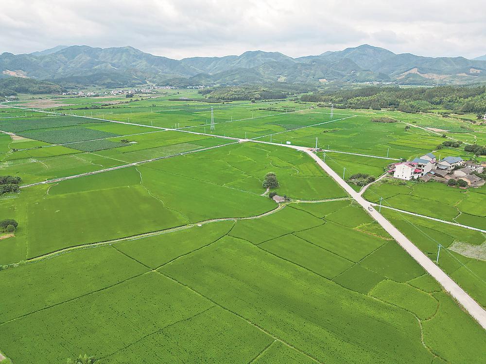浦城县再生稻稻田航拍 黄娜 摄