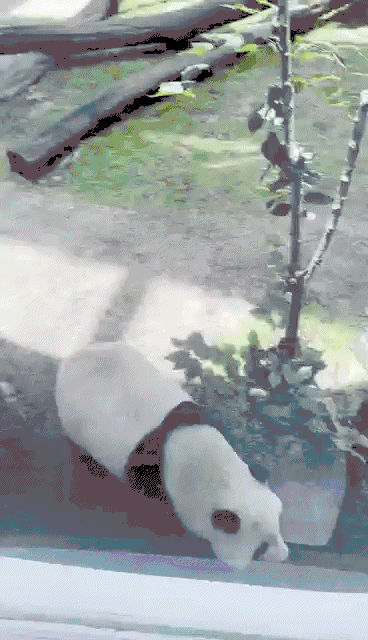 △“四海”的草坪芭蕾