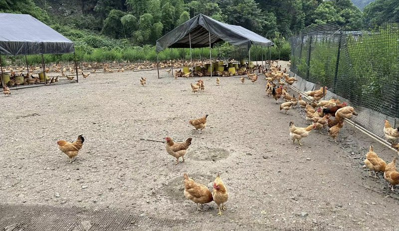 &nbsp; 图为重庆市渝北区洛碛镇李家坝的原耕生态农场,散养土鸡在山林