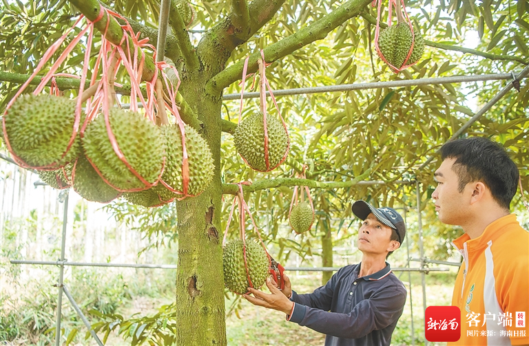 琼海市世界热带水果之窗基地引进并种植的猫山王榴莲成熟.