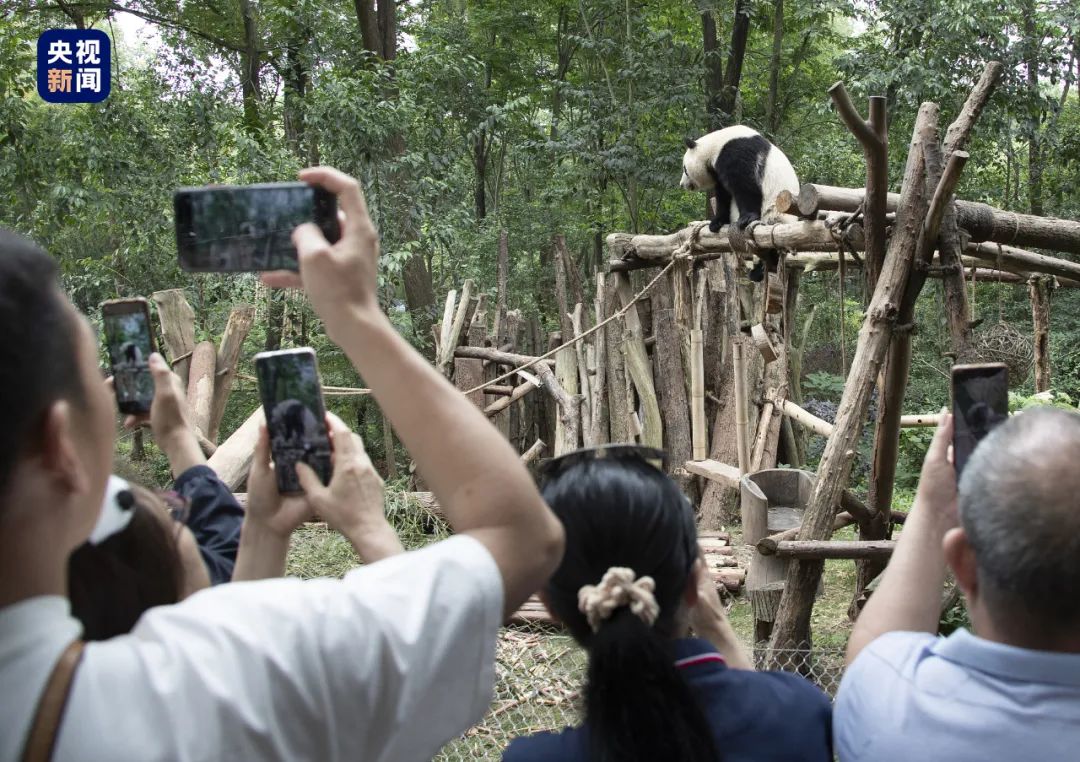 △趴在IFS楼顶的熊猫雕塑