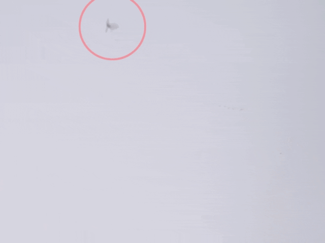 （图片来源丨丁香生活研究所）