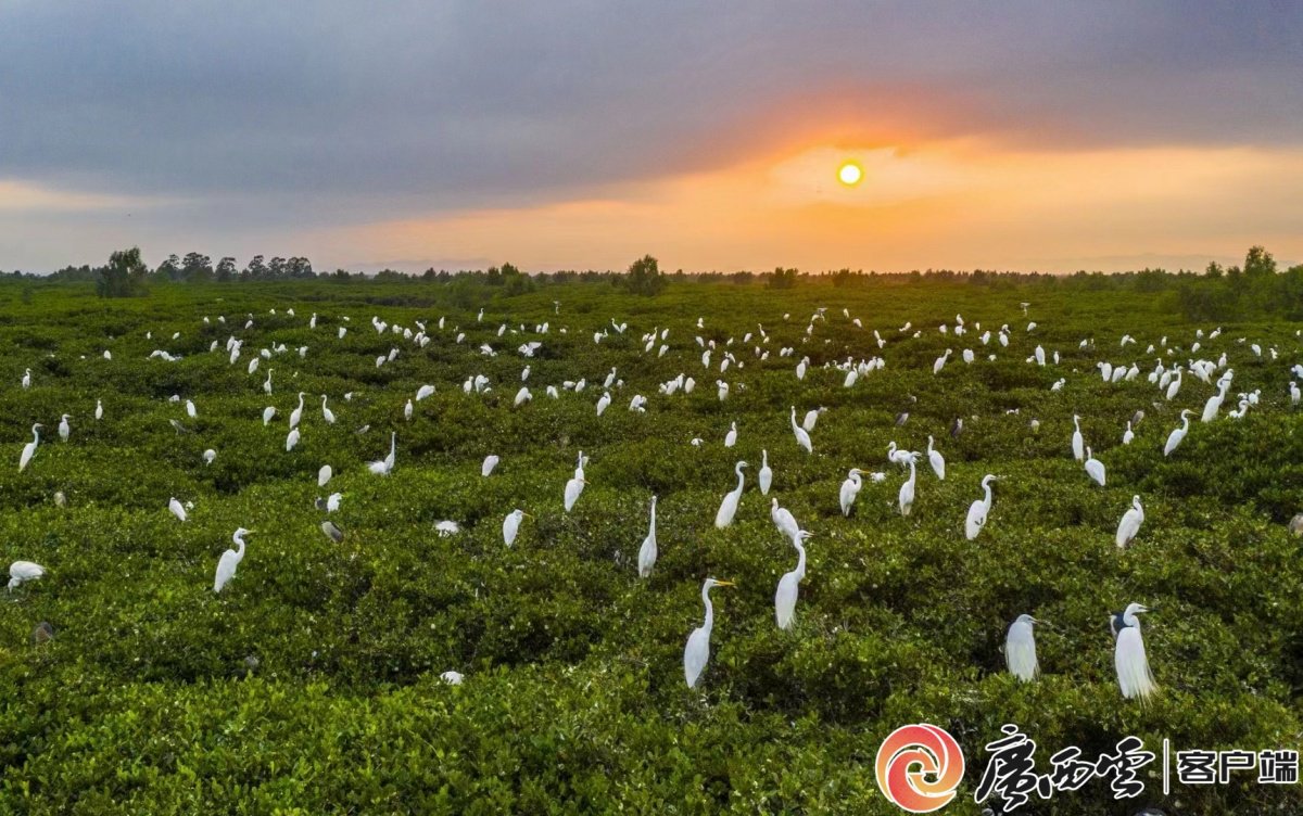 白鹭在红树林里栖息.钦州市委网信办供图