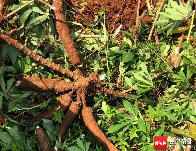 海南出台首个食用木薯生产技术地方标准|食用木薯生产技术规程_新浪