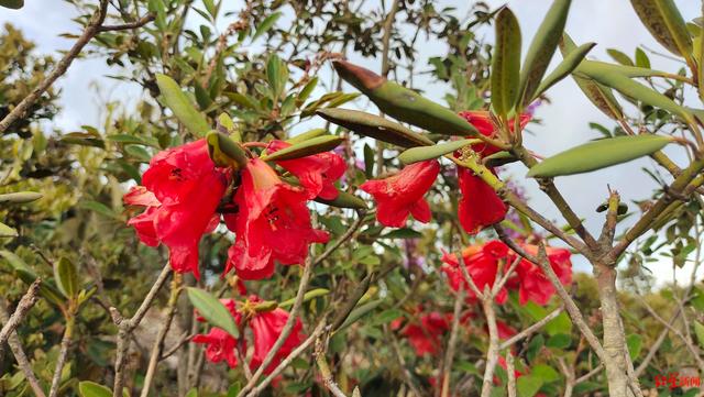 四川凉山新发现大量"会东杜鹃":曾不足200株,被称为"杜鹃中的大熊猫"