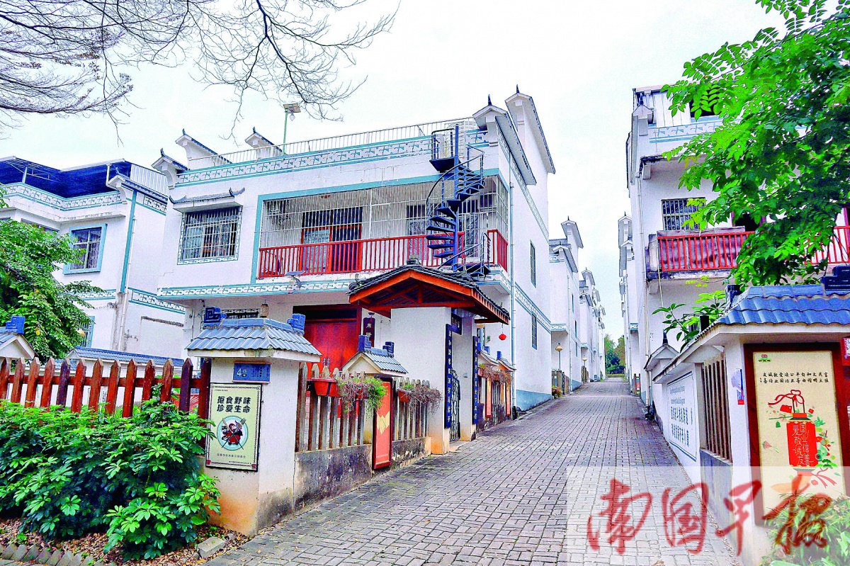 图为隆安县那桐镇定江村里整齐有序的楼房.记者 黎伊玮 摄