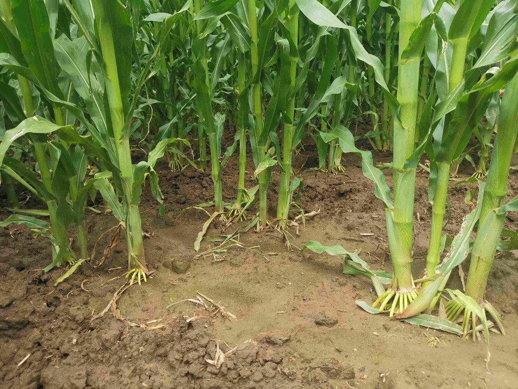 记者探访"品字形"玉米高产种植新技术应用:科技赋能好"丰"景|公主岭市