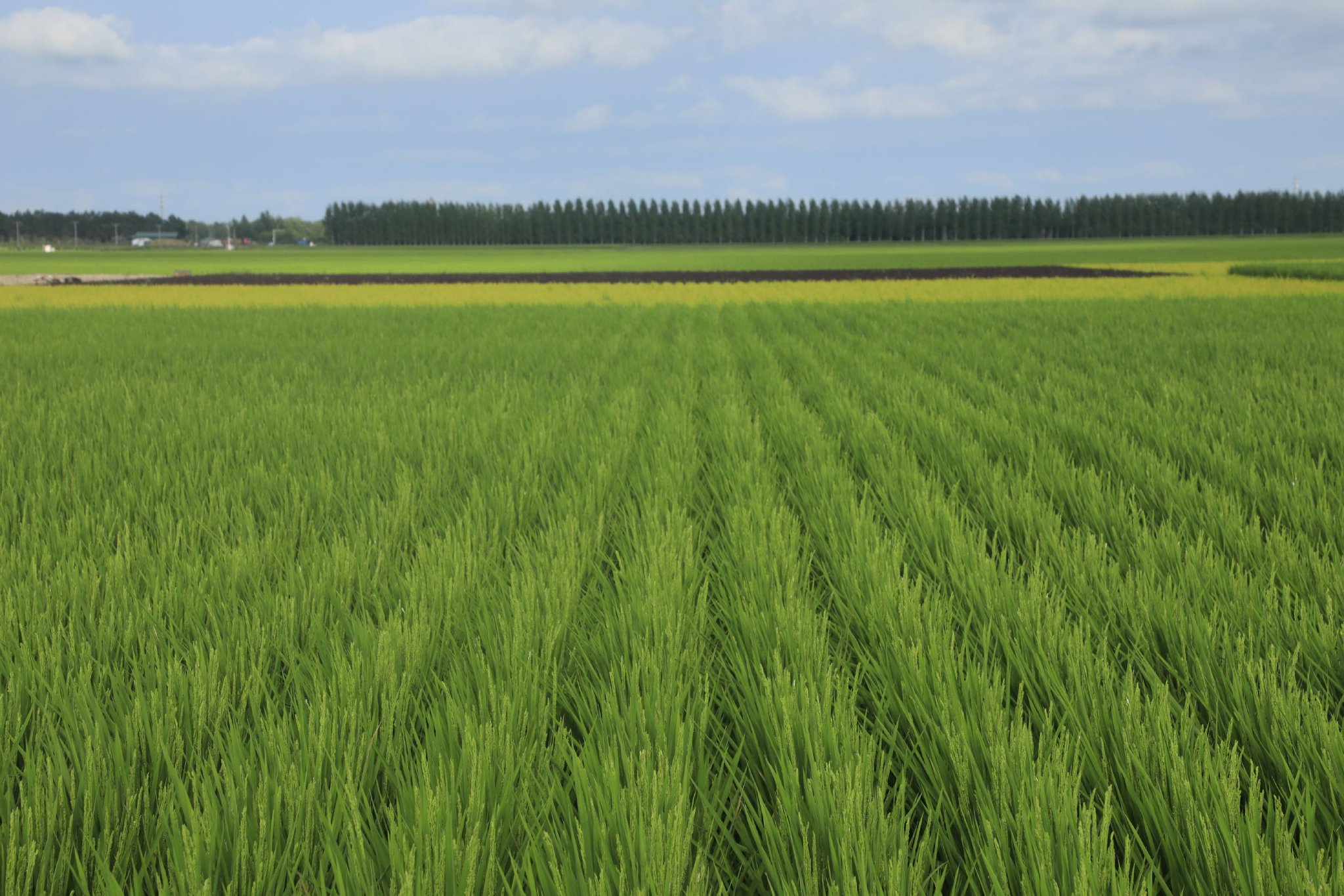 水稻田郁郁葱葱