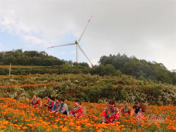 禄劝彝族苗族自治县团街镇组织办&nbsp;供图