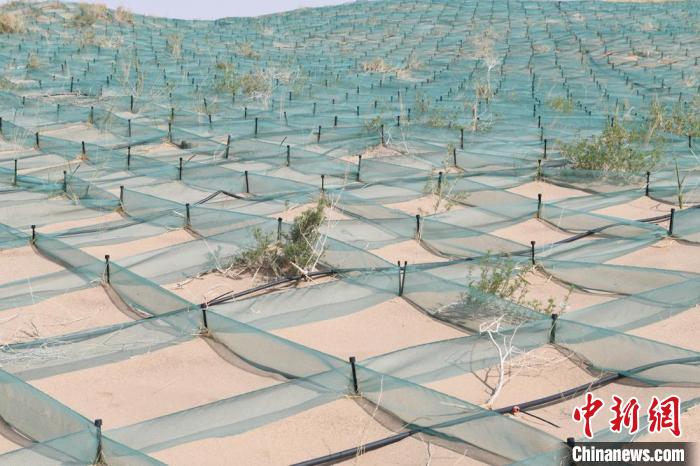 在治沙造林的过程中,草方格沙障一直是沙漠治理的主要方式