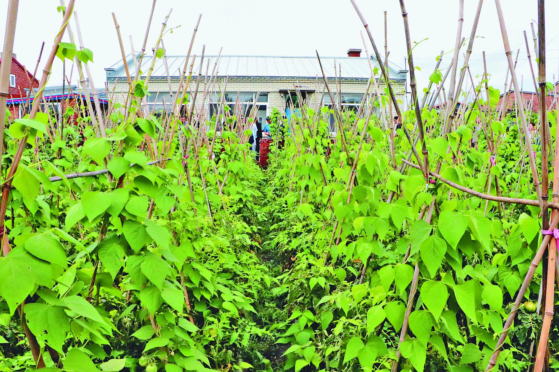 小菜园种植油豆角. 李奇峰 本报记者 董新英摄