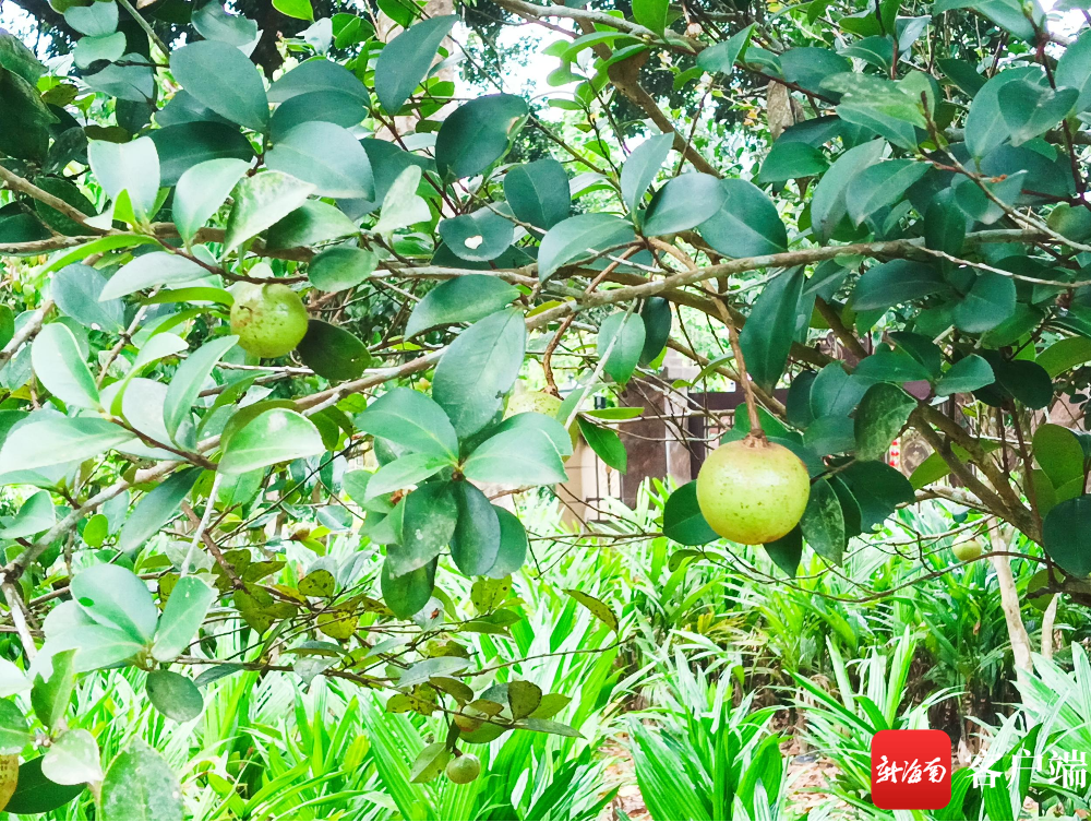 琼海山柚油树正在结果.记者 苏桂除 摄