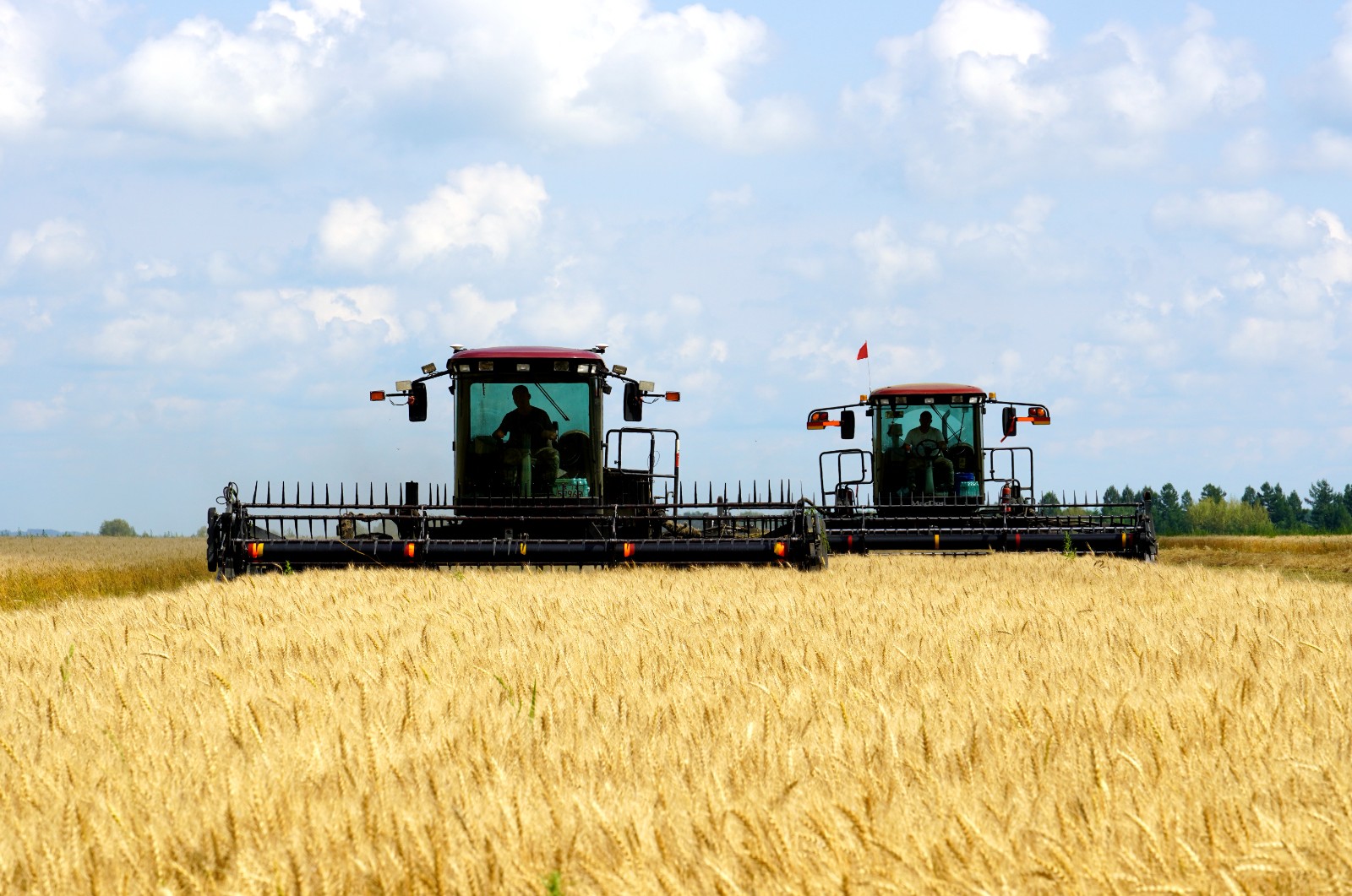 49%)集团红星农场有限公司,风吹麦浪丰收景,有机基地满地黄,3万亩有机