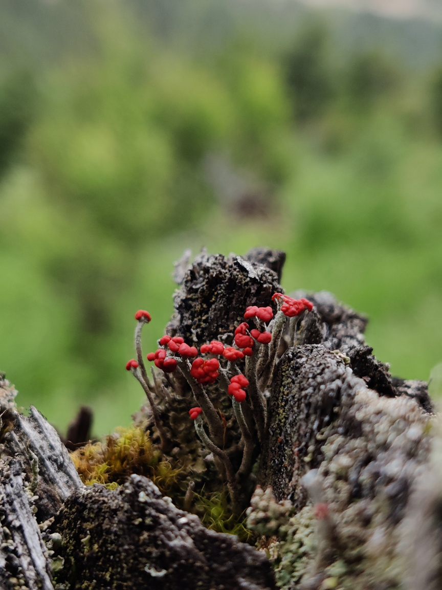 图5:生于高山腐木的瘦柄红石蕊(cladonia macilenta)