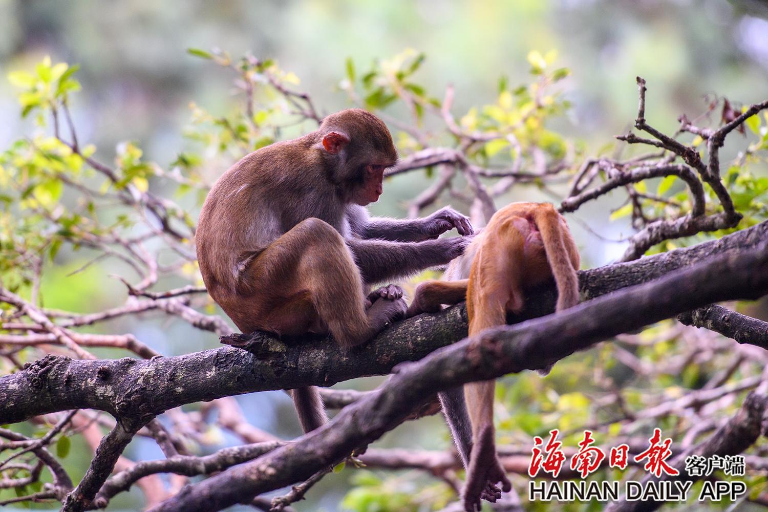 南湾猴岛品猴趣,胆大猕猴凭实力抢镜