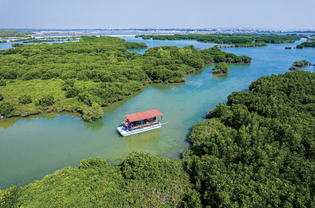 治愈系!掠影湛江红树林|红树林_新浪财经_新浪网
