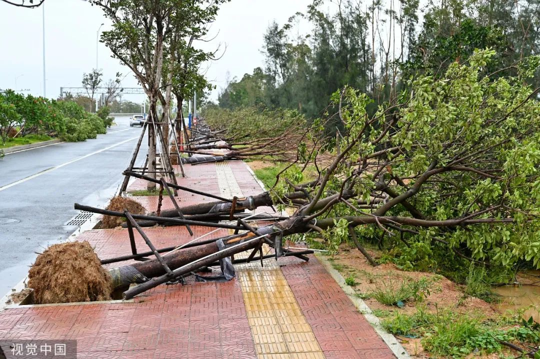 2023年7月29日,福建泉州,台风"杜苏芮"过后,大量树木被吹倒,一片狼藉