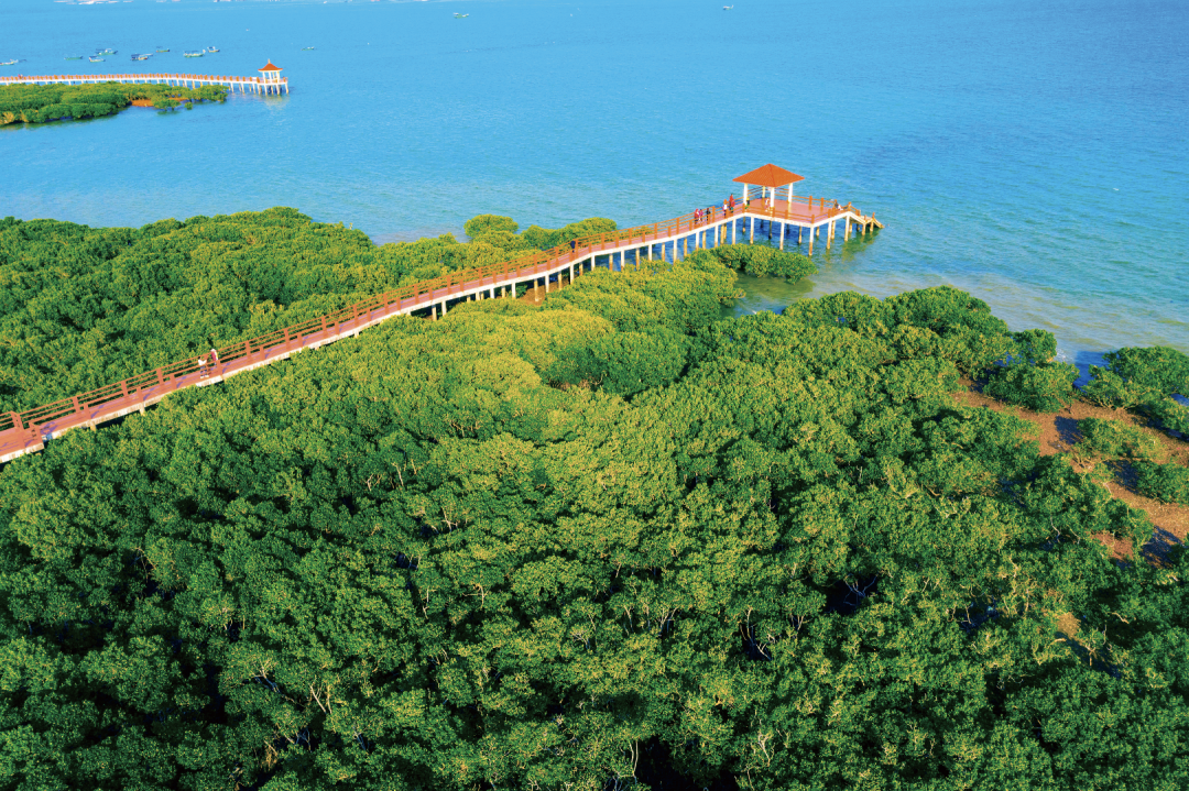 特呈岛红树林.郭龙碧 摄
