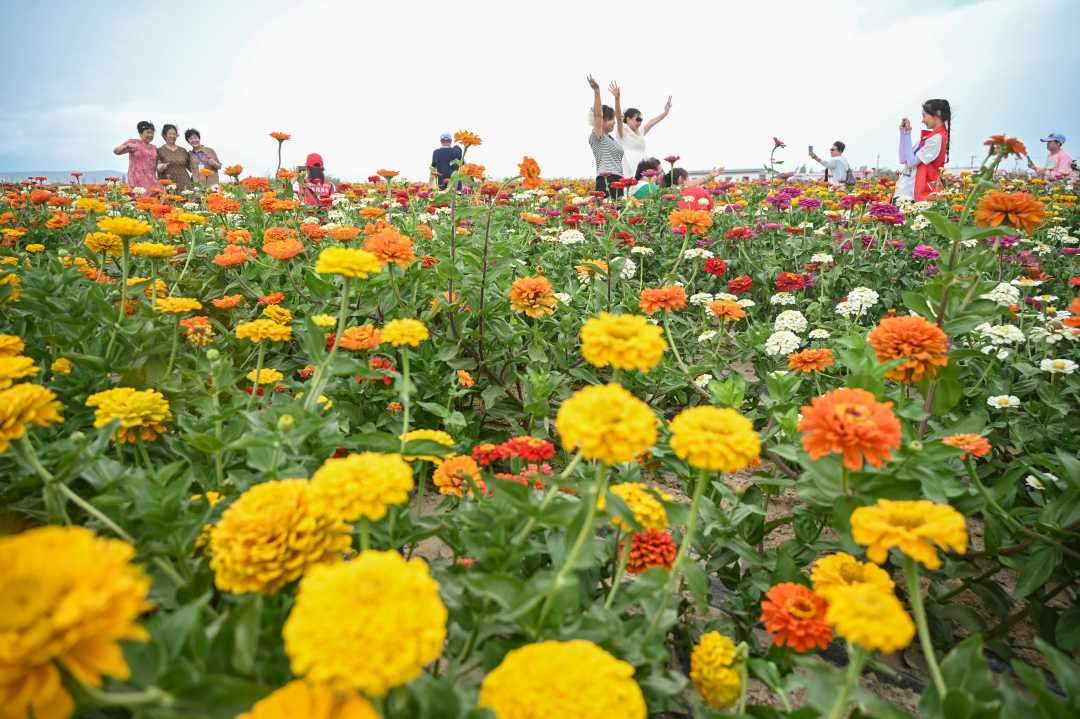 8月1日,众多游客在新疆呼图壁县石梯子乡天山花海景区赏景拍照,感受