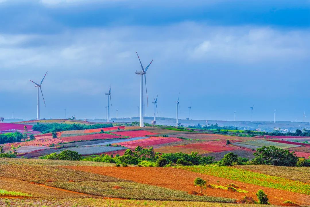 徐闻菠萝的海.刘海滨 摄