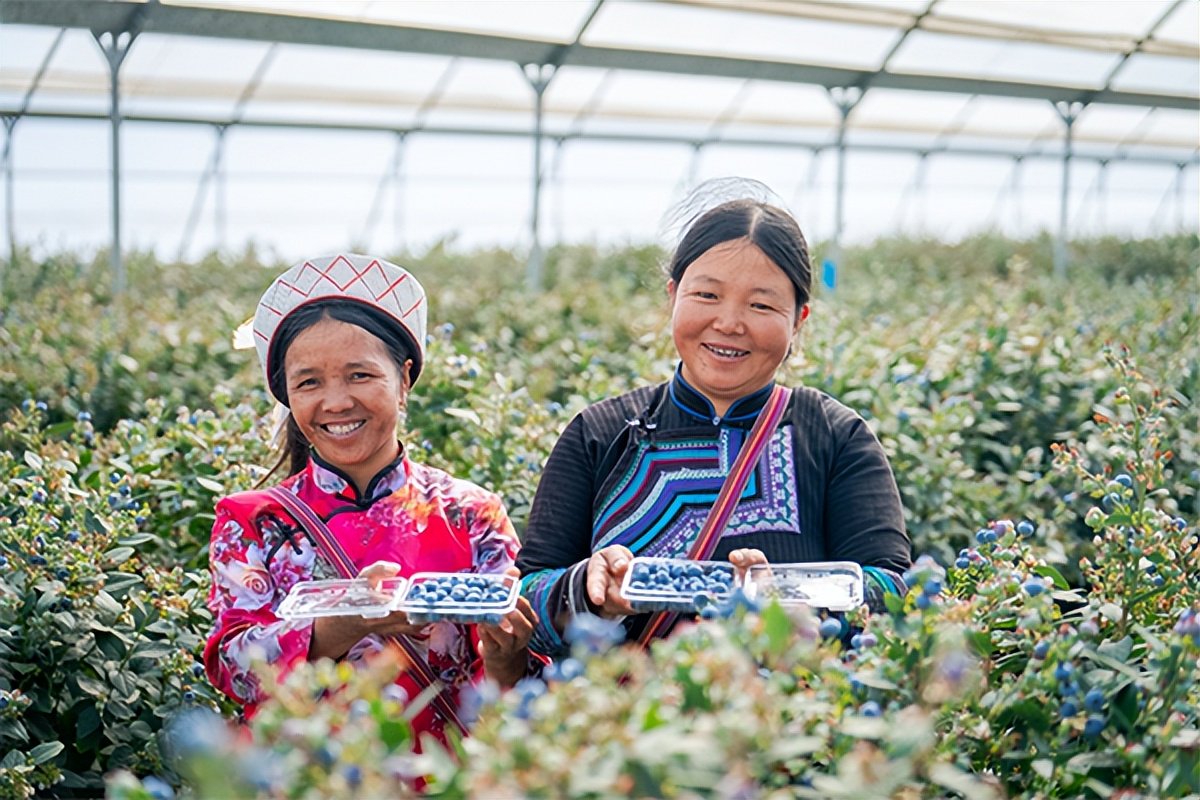 在佳沃(蒙自)蓝莓基地工作的少数民族农人