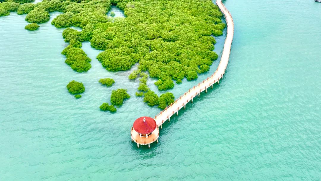 掠影湛江红树林