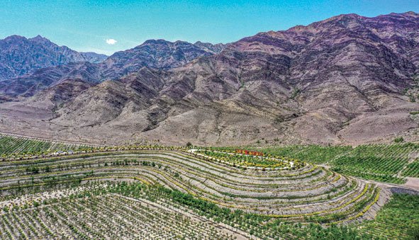 这是位于宁夏石嘴山市平罗县崇岗镇的贺兰山生态修复治理工程(6月14