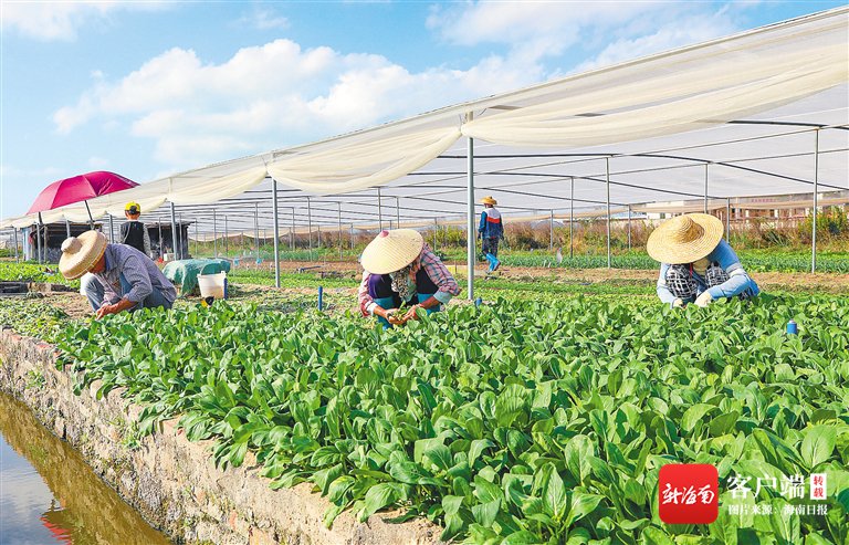 海南日报记者 李天平 摄