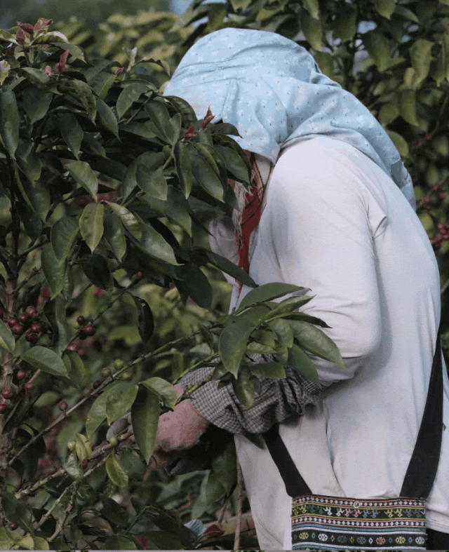 ▲云澜庄园 咖啡处理过程