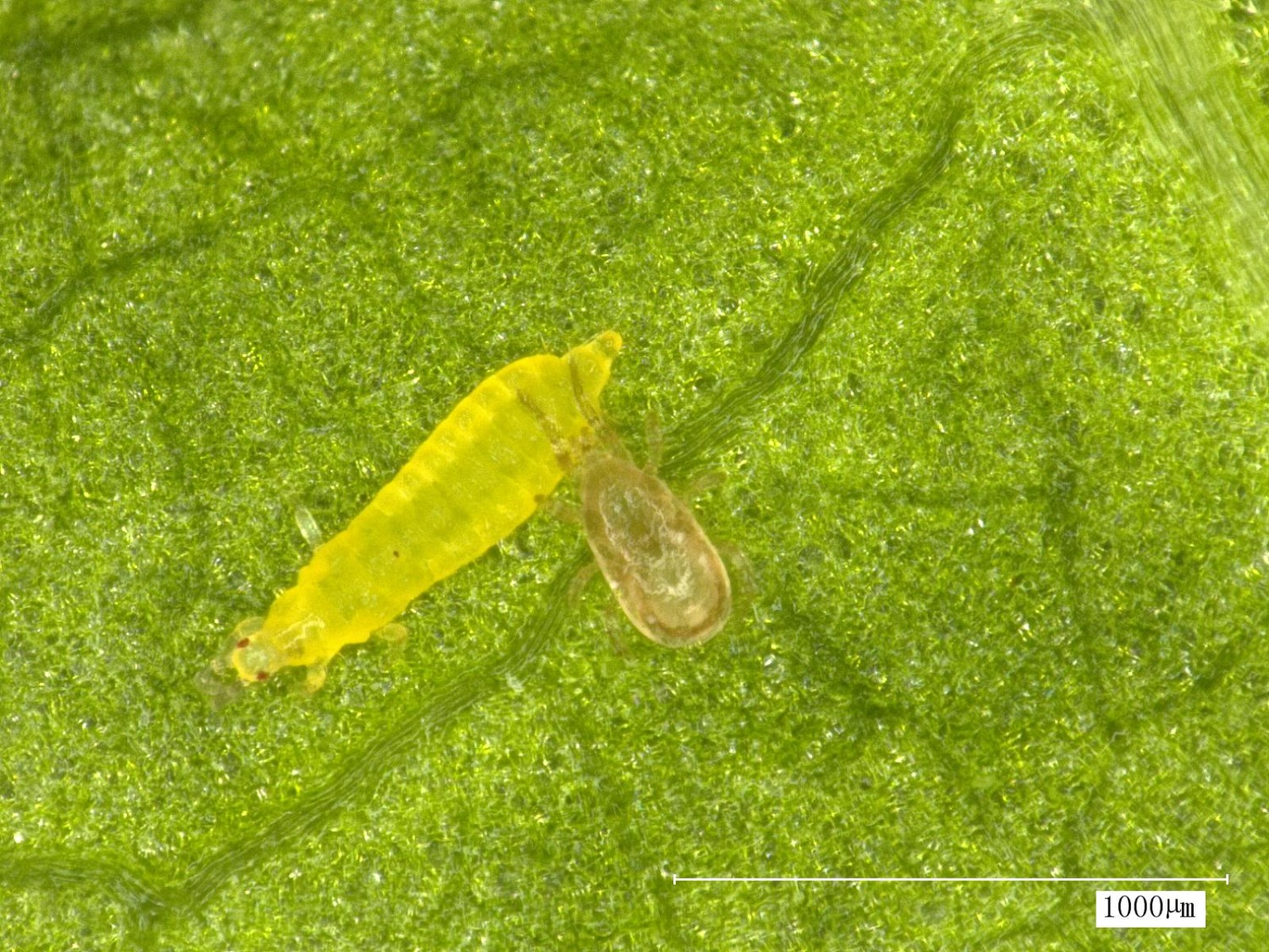 图为:捕食螨取食烟草有害蓟马(若虫)(昆明市烟草专卖局〈公司〉供图)
