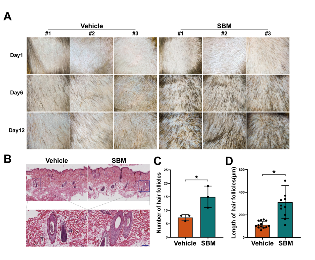 图1 诗碧曼精华液（SBM）促进食蟹猴毛发再生和毛囊发育