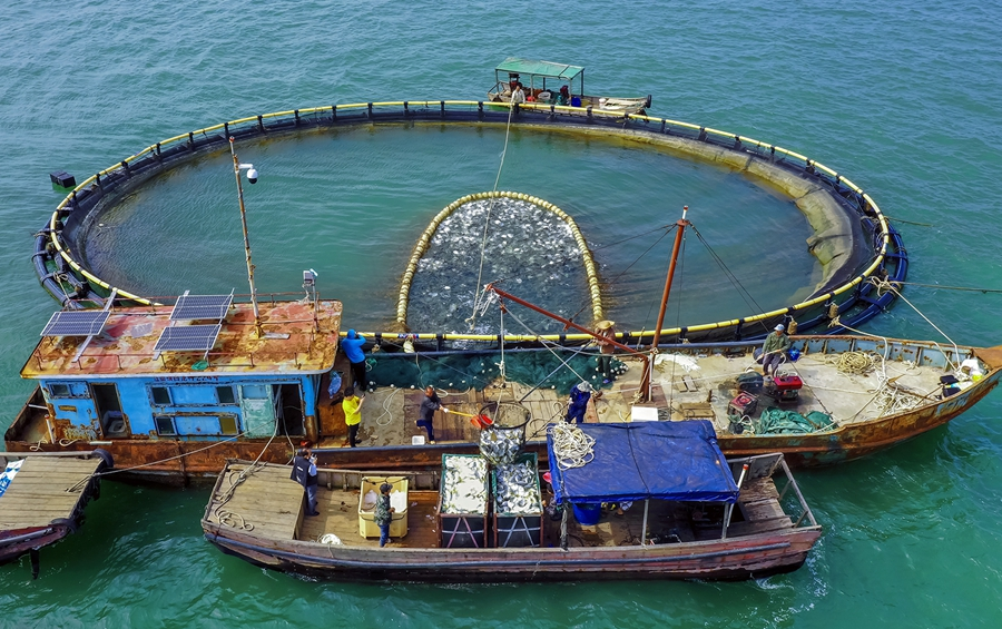 白龙珍珠湾海域国家级海洋牧场示范区里养殖的金鲳鱼喜获丰收.