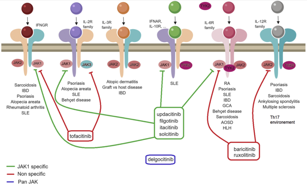 图2. JAK激酶成员、抑制剂以及介导的信号通路