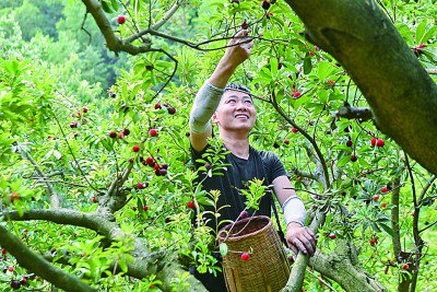 浙江慈溪市横河镇梅园村的杨梅园中,种植户采摘成熟的杨梅.新华社发