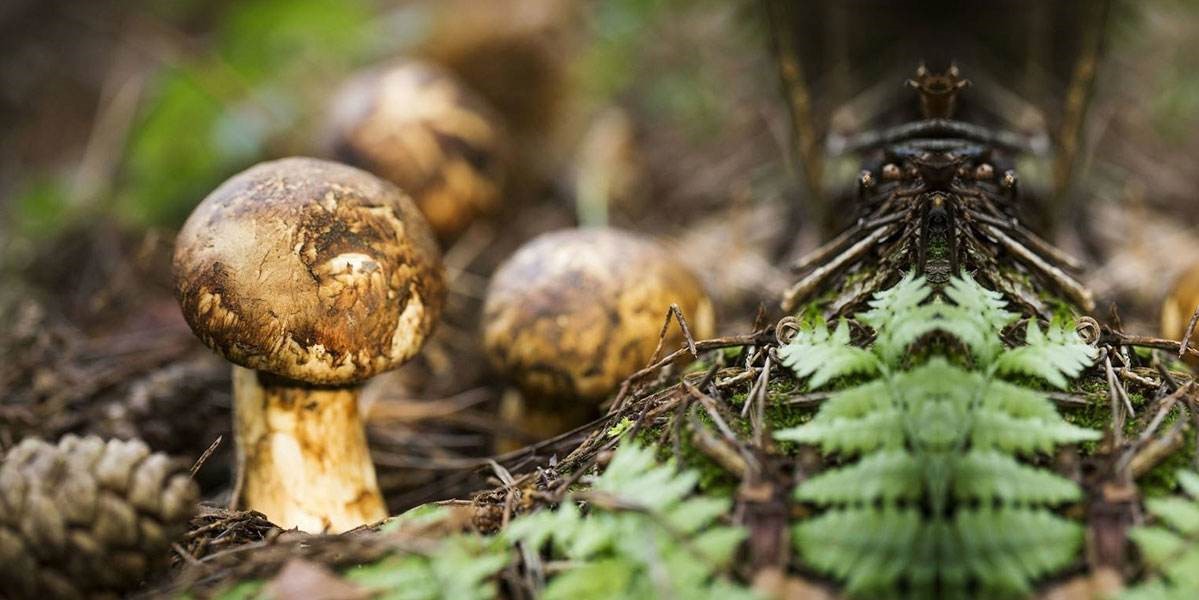 山珍"鲜"菌菇,沙漠里的小南瓜……珍馐食材陆续抵沪