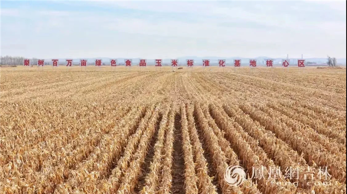 吉林省梨树县玉米基地。凤凰网吉林 龙晓宁/摄