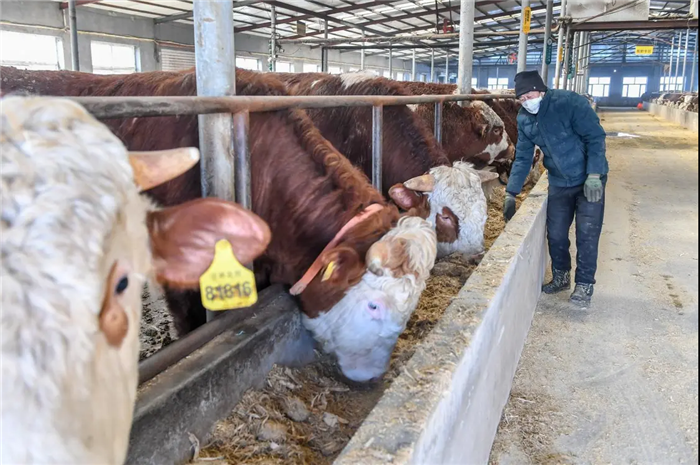 吉林省长春市九台区肉牛养殖。图片来源：新华社发
