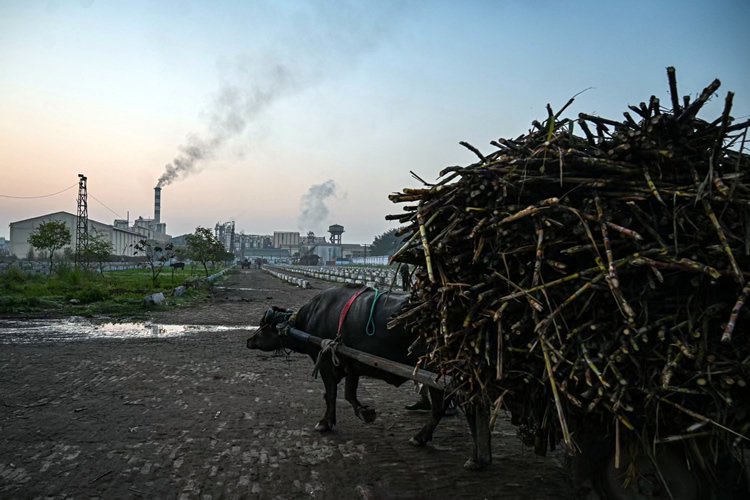 印度大米出口禁令引市场担忧 下一个限制出口的是食糖？