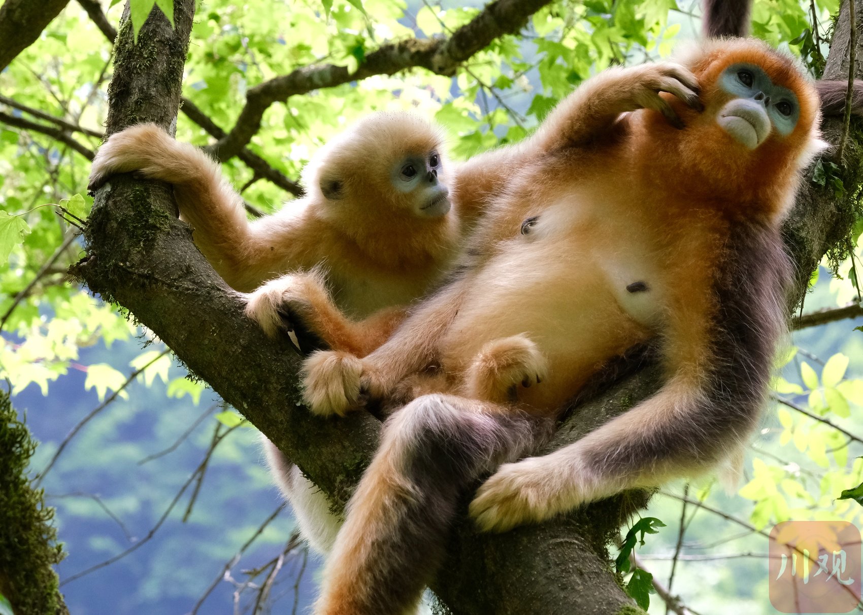 在唐家河繁衍栖息的金丝猴.雍玉梅&nbsp;摄