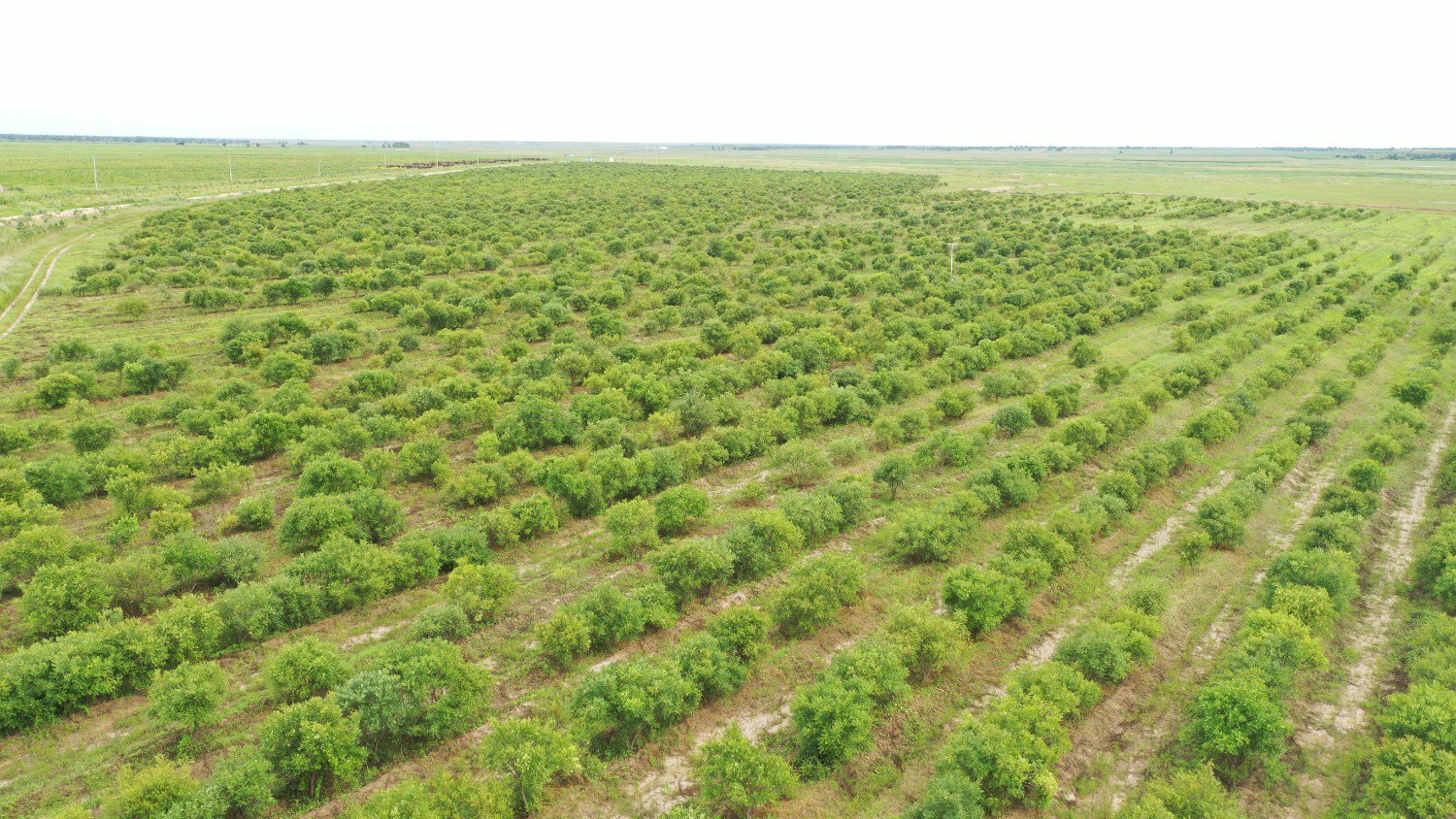 文冠果种植基地