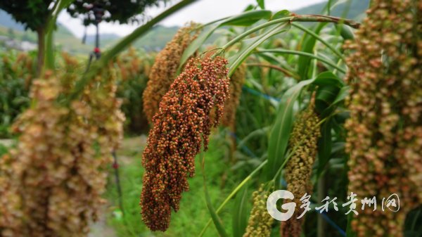 茅坝镇高粱穗颗粒饱满